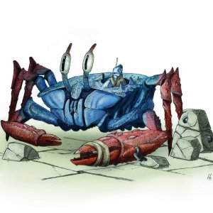 Crabe de combat